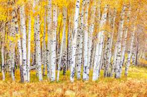 Aspens near Flagstaff 2-4320.jpg